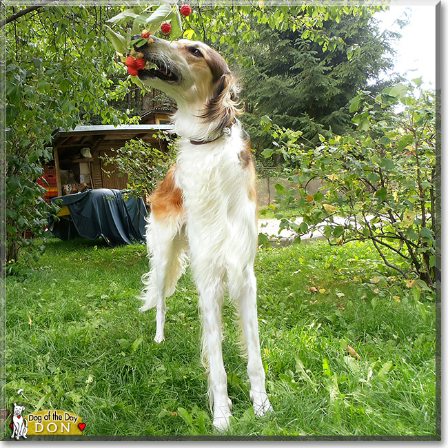 Don Giovanni, the Dog of the Day