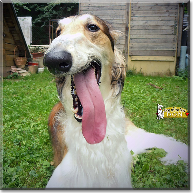 Don Giovanni, the Dog of the Day