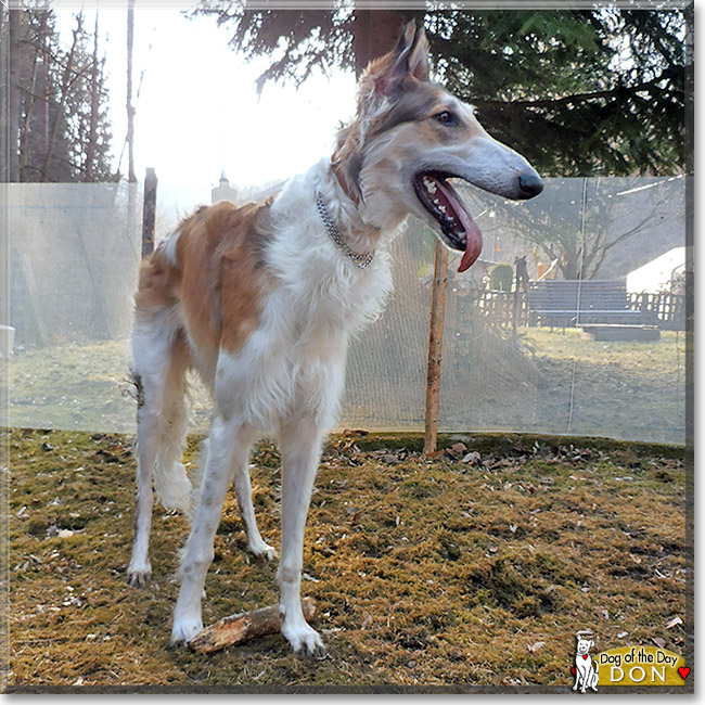 Don Giovanni, the Dog of the Day