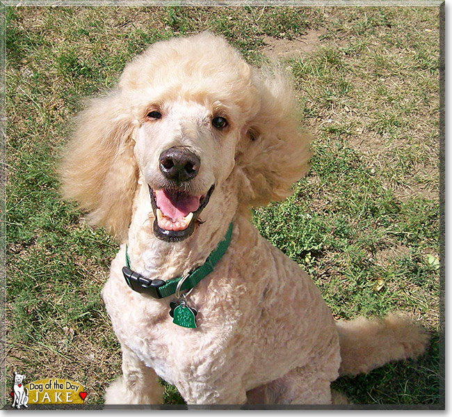 Jake, the Dog of the Day