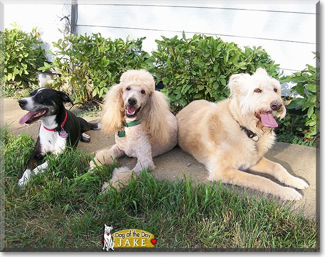 Jake, the Dog of the Day