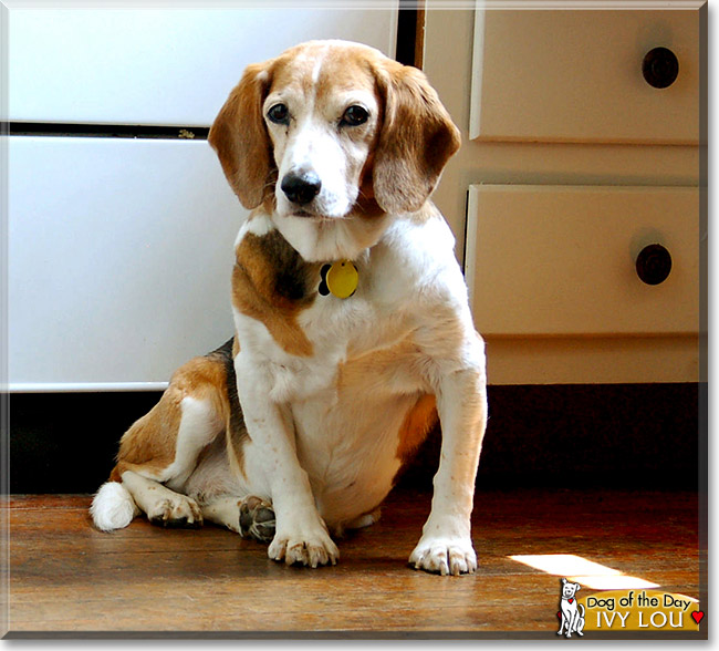 Ivy Lou, the Dog of the Day