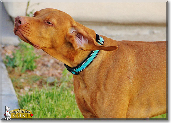 Cuki, the Dog of the Day