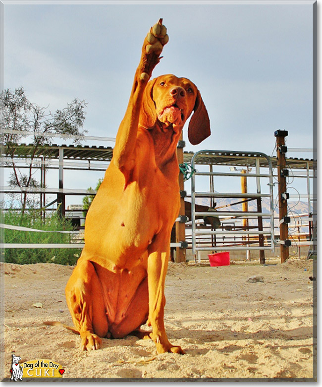 Cuki, the Dog of the Day