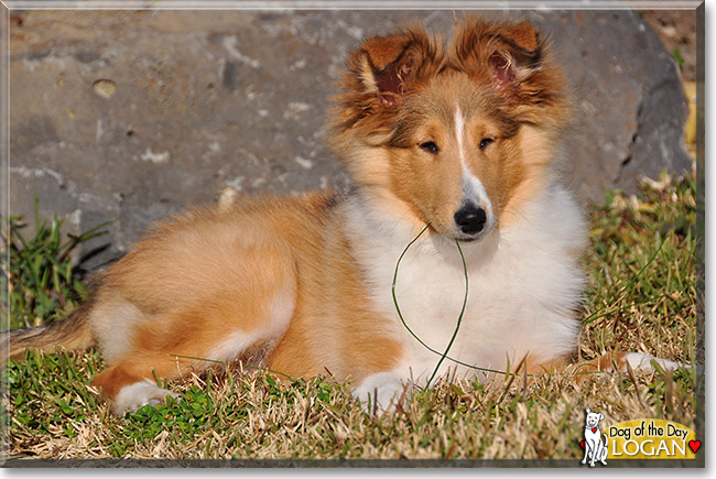 Logan, the Dog of the Day