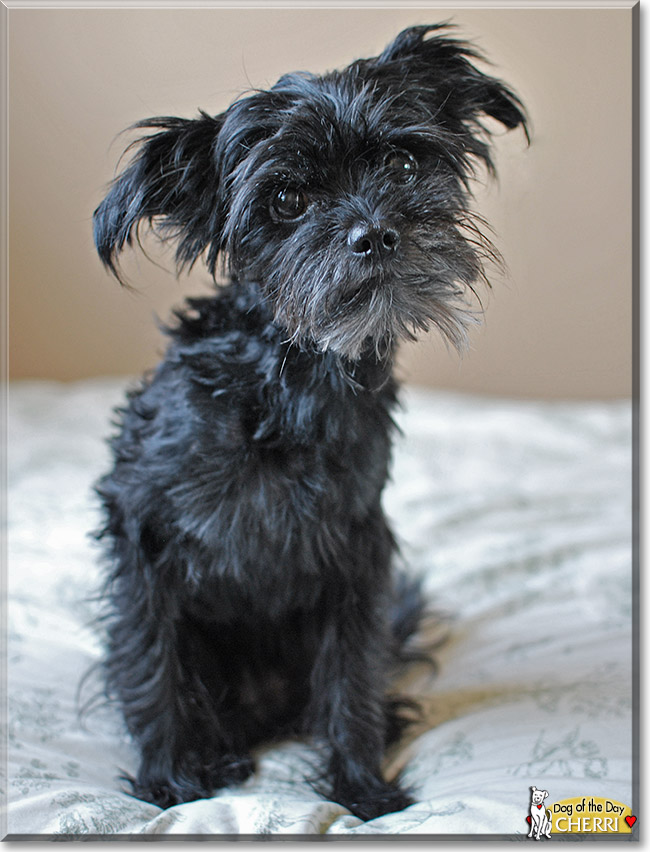 Cherri, the Dog of the Day