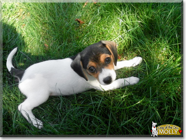 Molly, the Dog of the Day Molly, the Dog of the Day