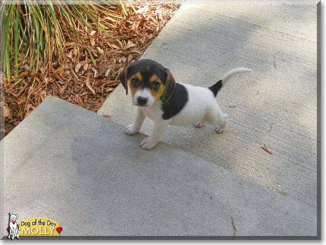 Molly, the Dog of the Day Molly, the Dog of the Day