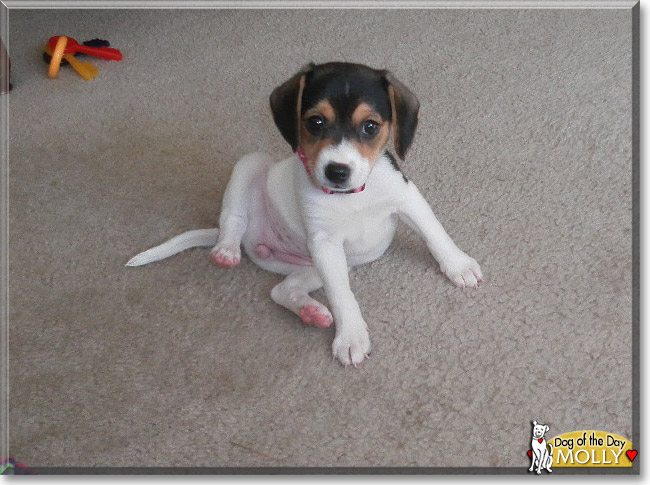 Molly, the Dog of the Day Molly, the Dog of the Day