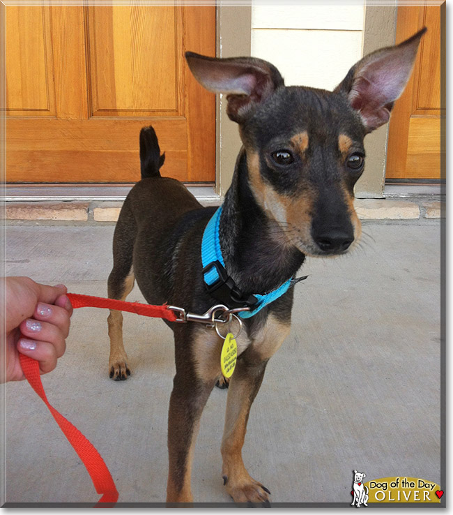 Oliver, the Dog of the Day Oliver, the Dog of the Day