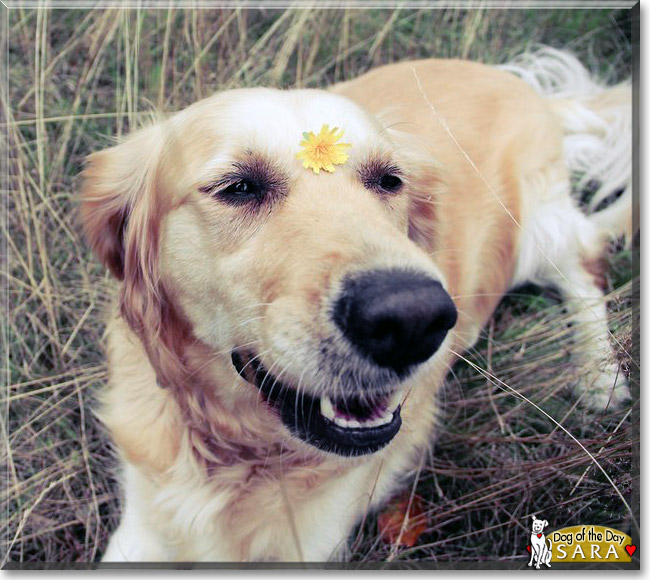 Sara, the Dog of the Day Sara, the Dog of the Day