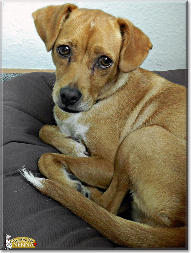 Nenna, the Dog of the Day