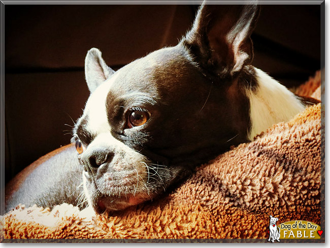 Fable, the Dog of the Day