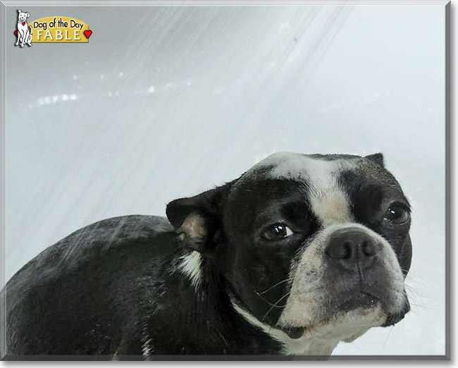 Fable, the Dog of the Day