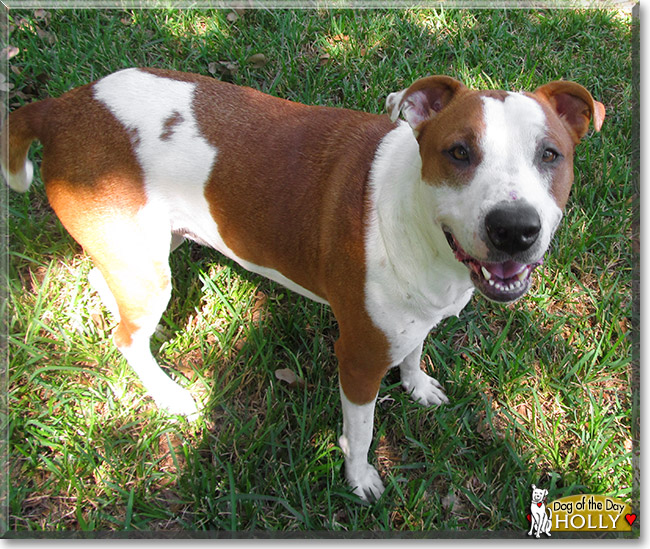 Holly, the Dog of the Day