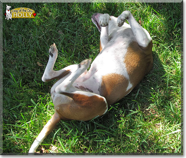 Holly, the Dog of the Day