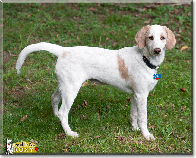 Roxy, the Dog of the Day Roxy, the Dog of the Day