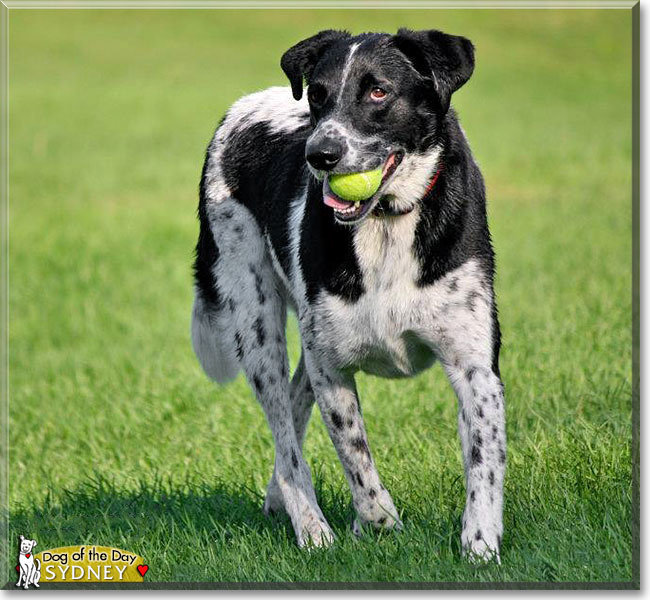 Sydney, the Dog of the Day Sydney, the Dog of the Day