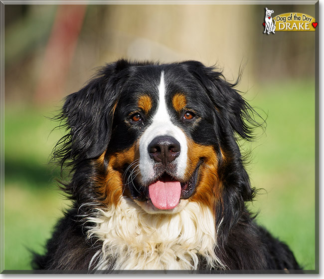 Drake, the Dog of the Day