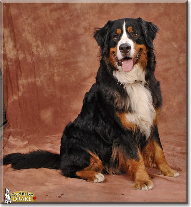 Drake, the Dog of the Day