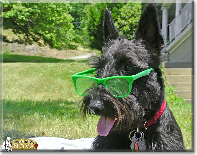 Nova, the Dog of the Day