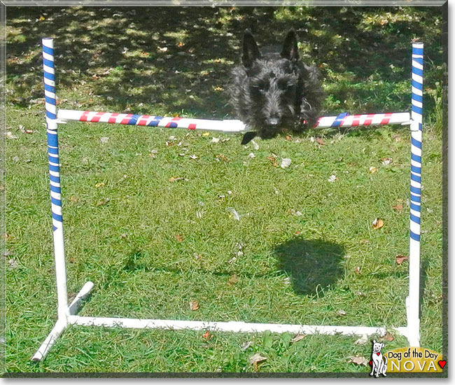 Nova, the Dog of the Day