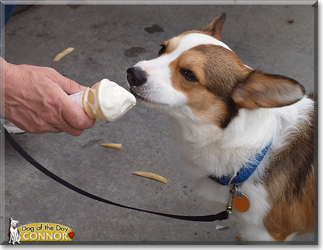 Connor, the Dog of the Day