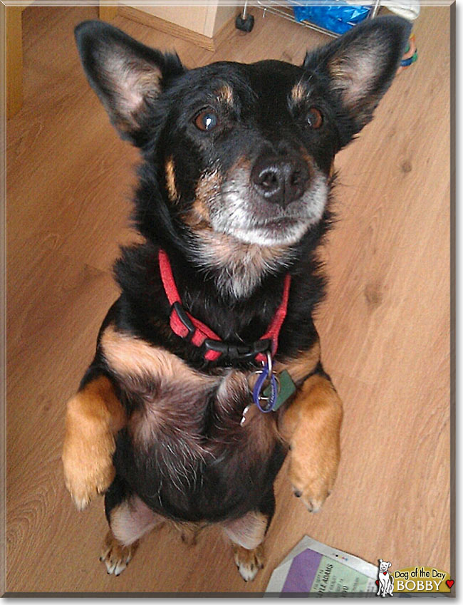 Bobby, the Dog of the Day
