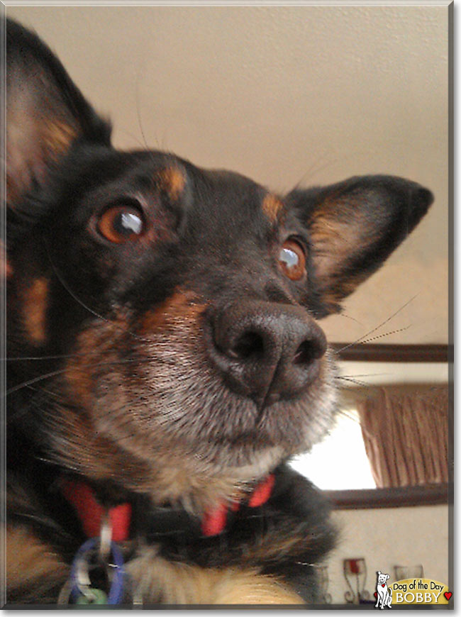 Bobby, the Dog of the Day