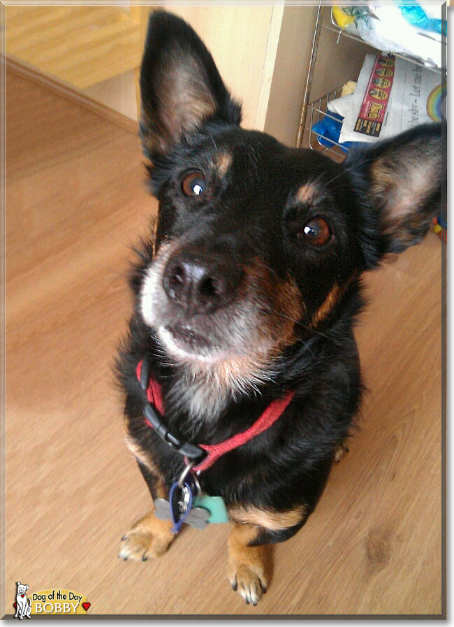 Bobby, the Dog of the Day
