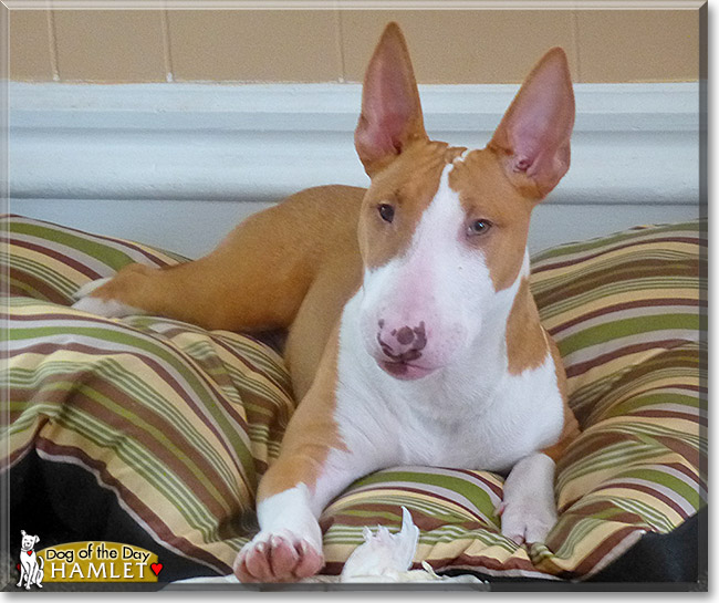 Hamlet, the Dog of the Day