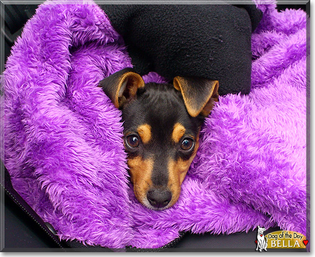 Bella, the Dog of the Day