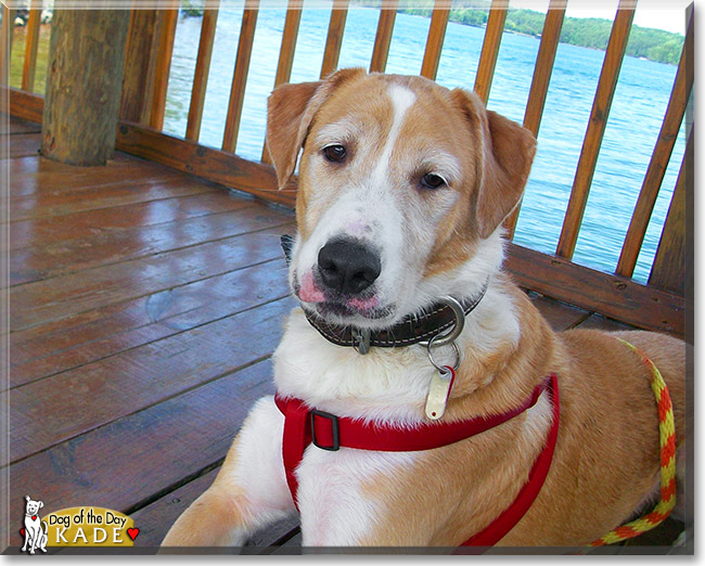 Kade, the Dog of the Day