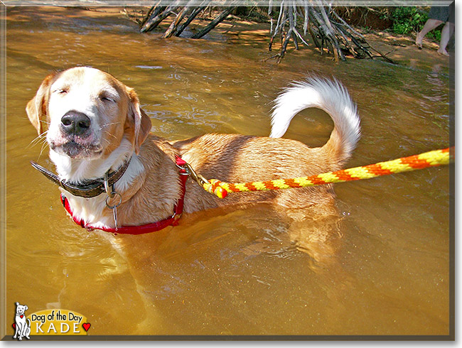 Kade, the Dog of the Day