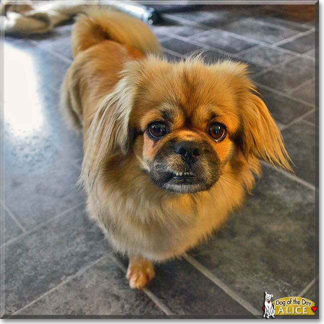 Alice, the Dog of the Day