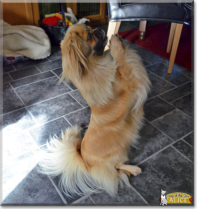 Alice, the Dog of the Day