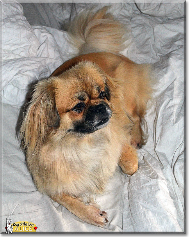 Alice, the Dog of the Day