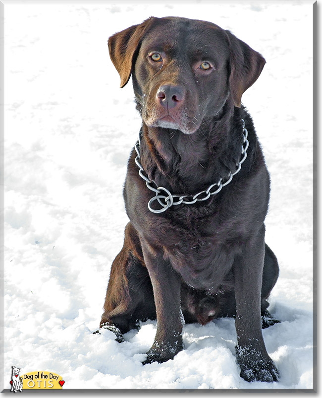 Otis, the Dog of the Day