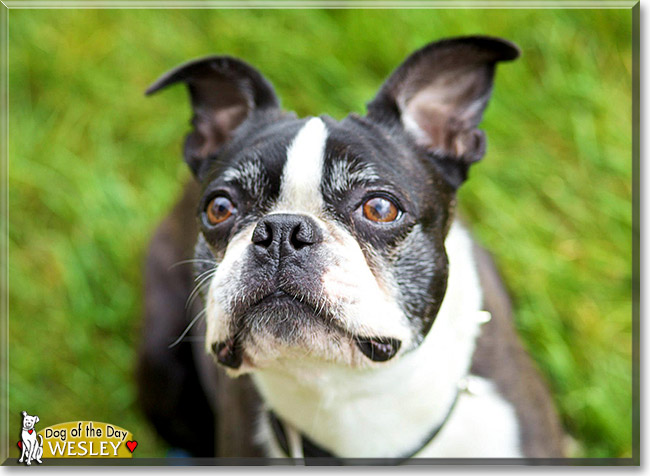 Wesley, the Dog of the Day