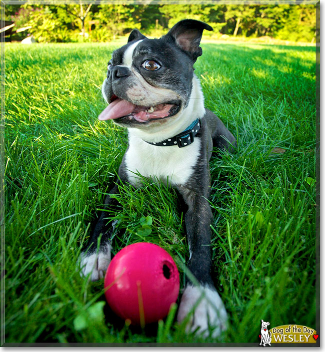 Wesley, the Dog of the Day