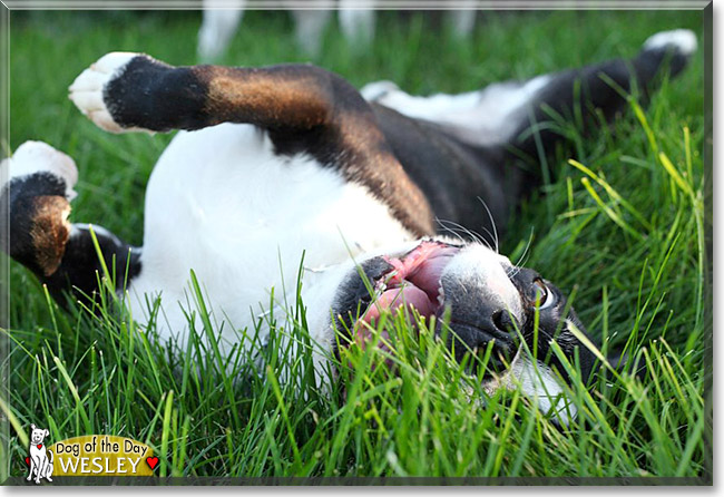 Wesley, the Dog of the Day