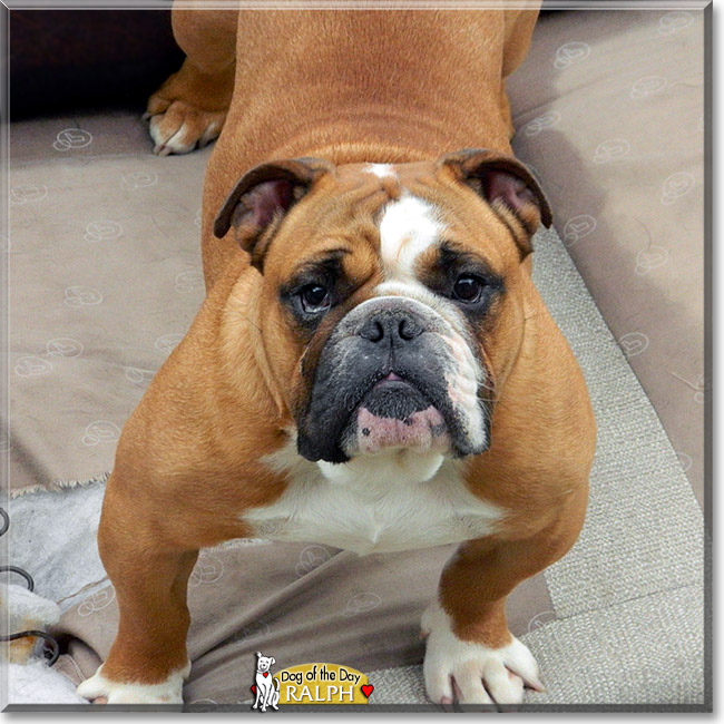 Ralph, the Dog of the Day