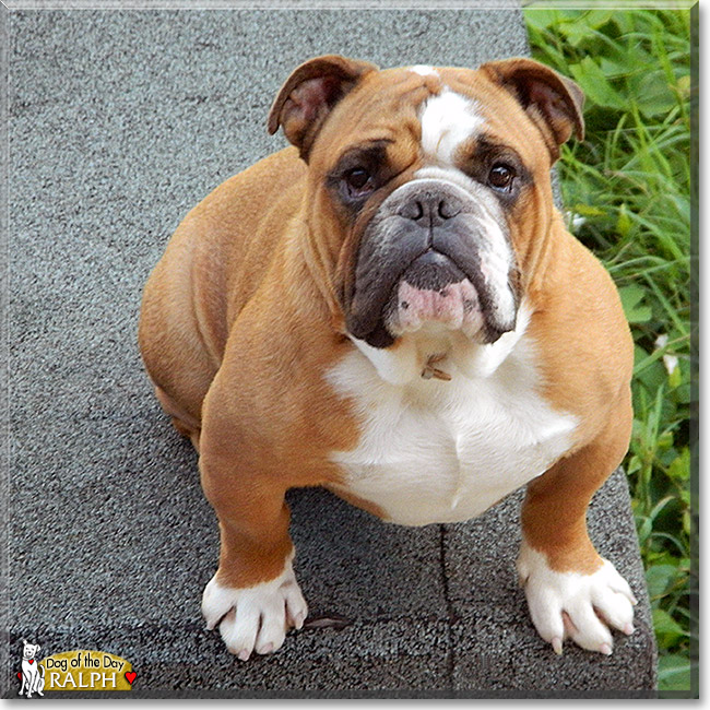 Ralph, the Dog of the Day