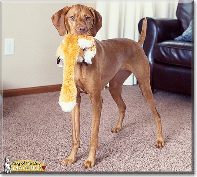 Maverick, the Dog of the Day