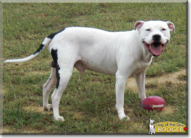 Booger, the Dog of the Day