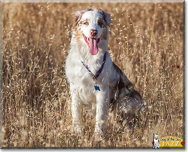 Jazz, the Dog of the Day