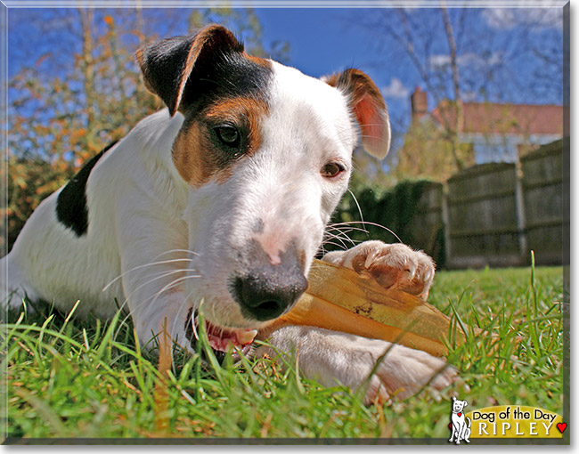 Ripley, the Dog of the Day