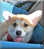 Clancy the Pembroke Welsh Corgi