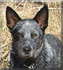 Dodge the Australian Cattle Dog