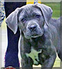 Mylo the Cane Corso